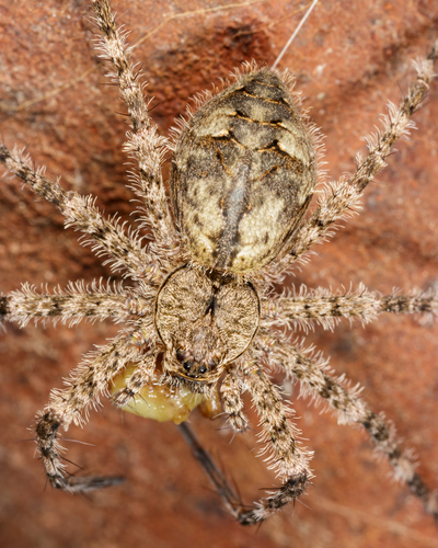 White-banded Fishing Spider