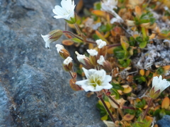 Cerastium nigrescens arcticum