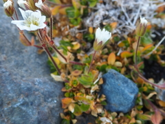 Cerastium nigrescens arcticum