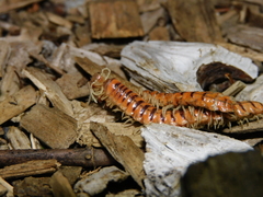 Parafontaria laminata