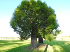 Brachychiton rupestris