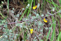 Aspalathus biflora biflora