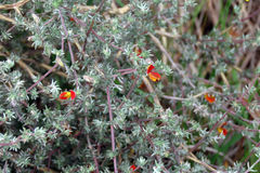Aspalathus biflora biflora