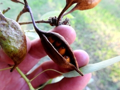 Brachychiton rupestris