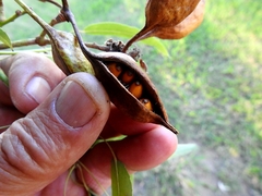 Brachychiton rupestris