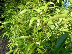 Brachychiton rupestris