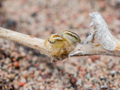 Pseudomogrus zhilgaensis