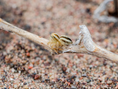 Pseudomogrus zhilgaensis