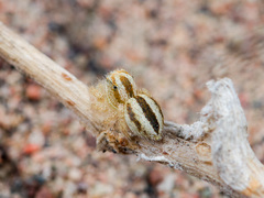 Pseudomogrus zhilgaensis