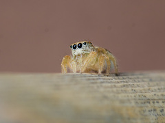 Pseudomogrus zhilgaensis