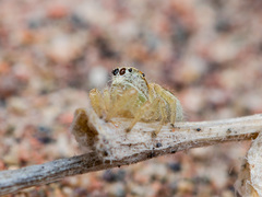 Pseudomogrus zhilgaensis