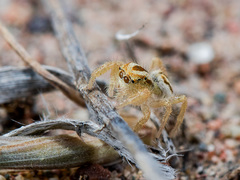 Pseudomogrus zhilgaensis