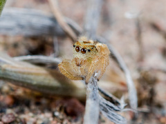 Pseudomogrus zhilgaensis