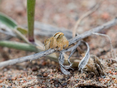 Pseudomogrus zhilgaensis