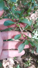 Sideroxylon obtusifolium