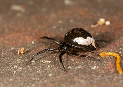 Euryopis funebris