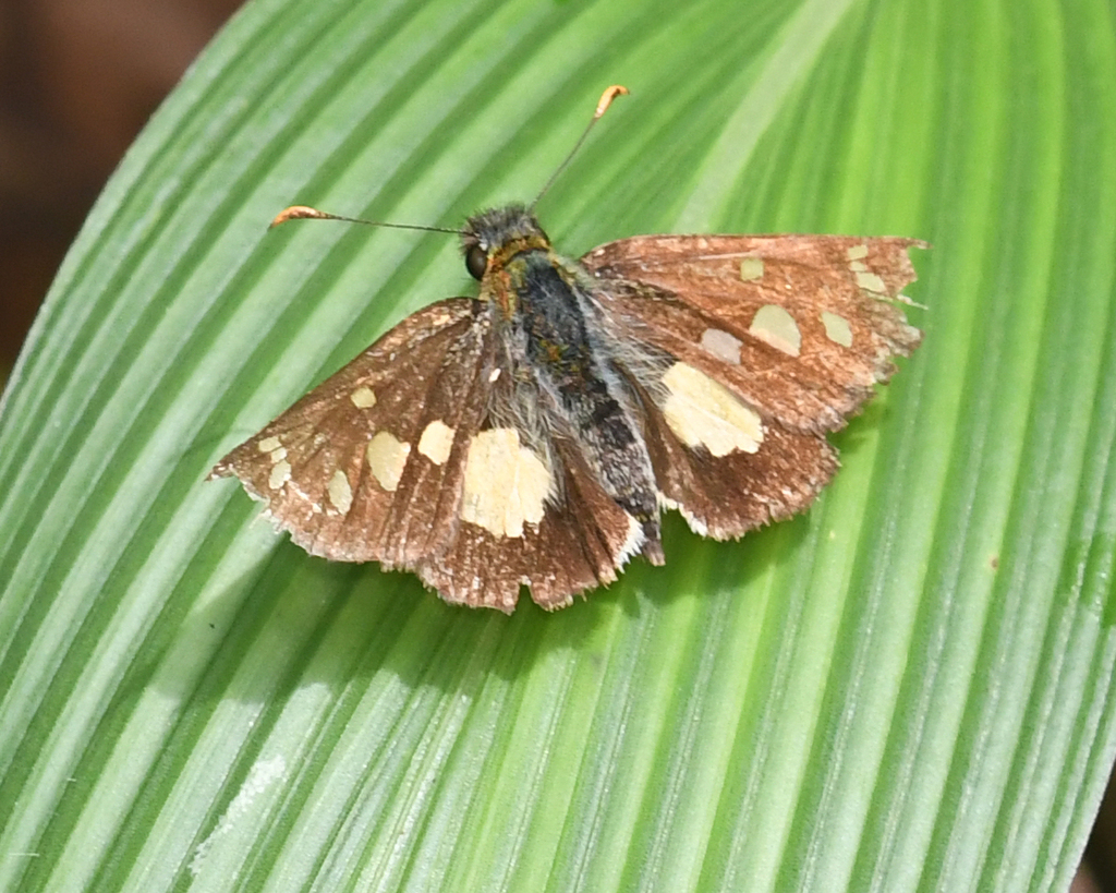 Scylla Skipperling