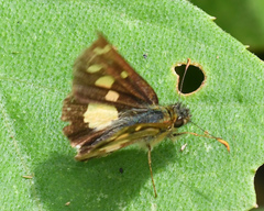 Dalla scylla