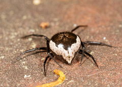 Euryopis funebris
