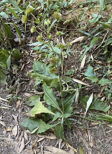 Elephantopus mollis