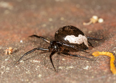 Euryopis funebris