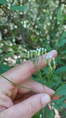 Chromolaena christieana
