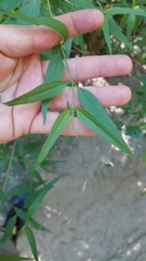 Chromolaena christieana
