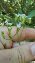 Chromolaena christieana