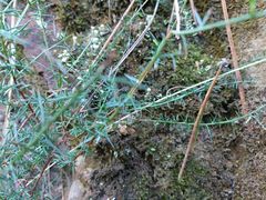 Genista triacanthos