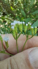 Chromolaena christieana