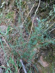 Genista triacanthos