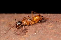 Camponotus americanus