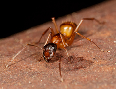 Camponotus americanus