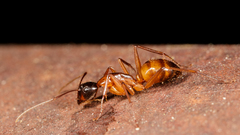 Camponotus americanus