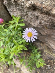 Felicia erigeroides