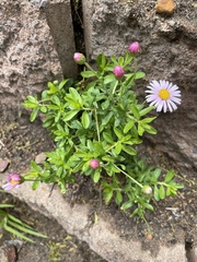 Felicia erigeroides