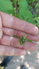 Lantana balansae