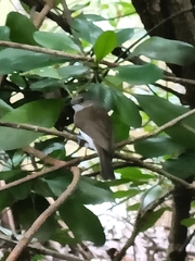 Pachycephala cinerea