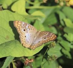 Anartia jatrophae
