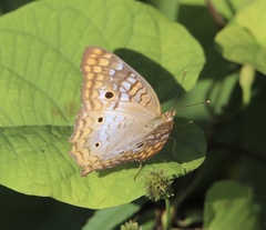 Anartia jatrophae