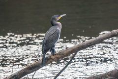 Phalacrocorax carbo carbo