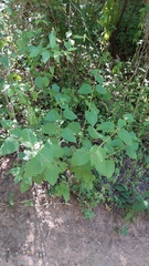 Lantana balansae