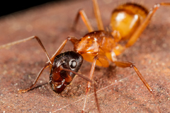 Camponotus americanus