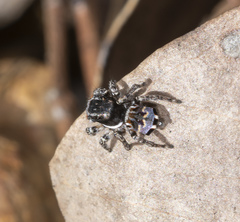 Maratus lobatus