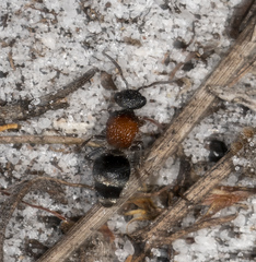 Eurymutilla strigosa