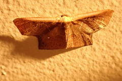 Tessarotis rubrata