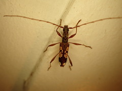 Coptocercus biguttatus