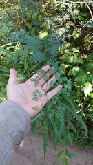 Libidibia paraguariensis