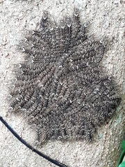 Lonomia obliqua