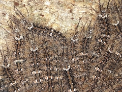 Lonomia obliqua